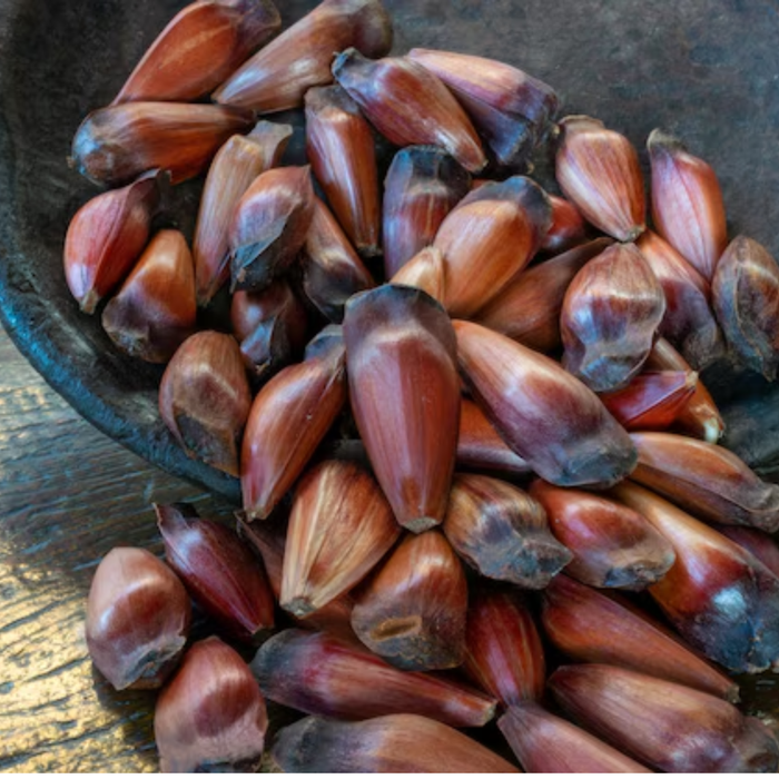 Pinhão na Casca Fresco - Natural 500g